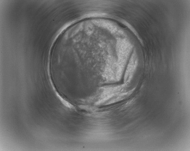 X0000063511245200602101917