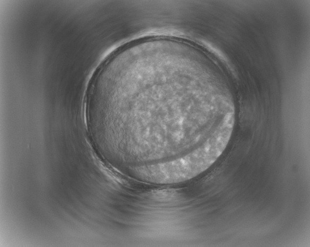 X0000063511272200602101916