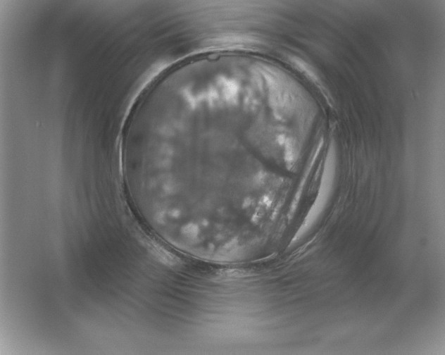 X0000063511275200602101916