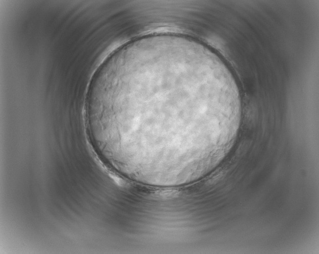 X0000063511282200602101916