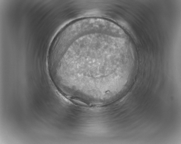 X0000063511288200602101916