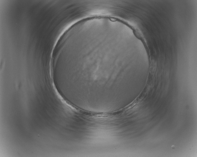 X0000063511295200602101916