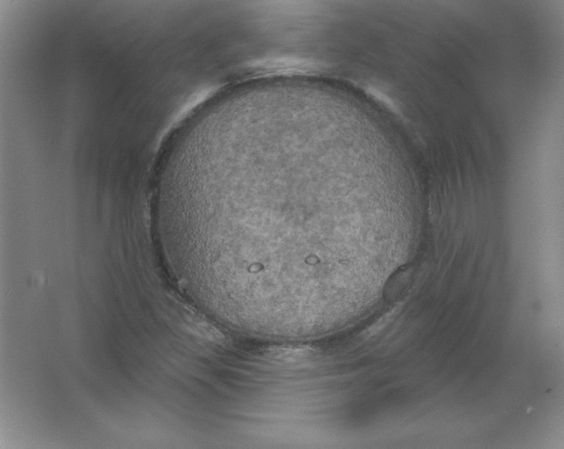 X0000063511309200602101915