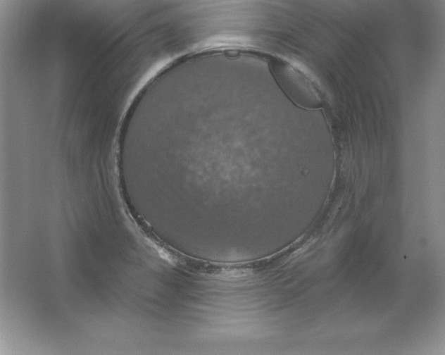 X0000063511325200602101915