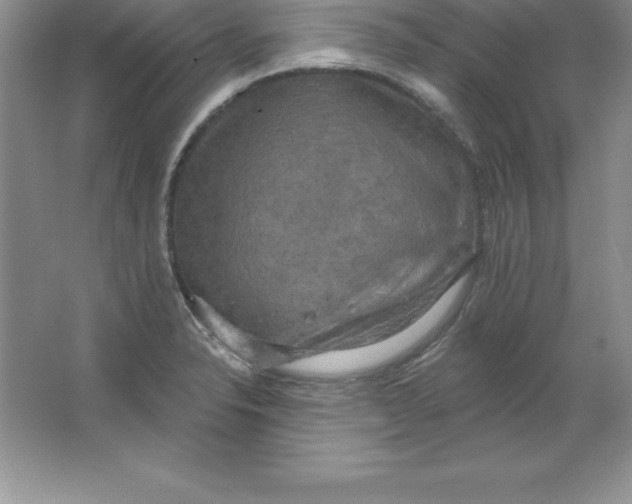 X0000063511326200602101915