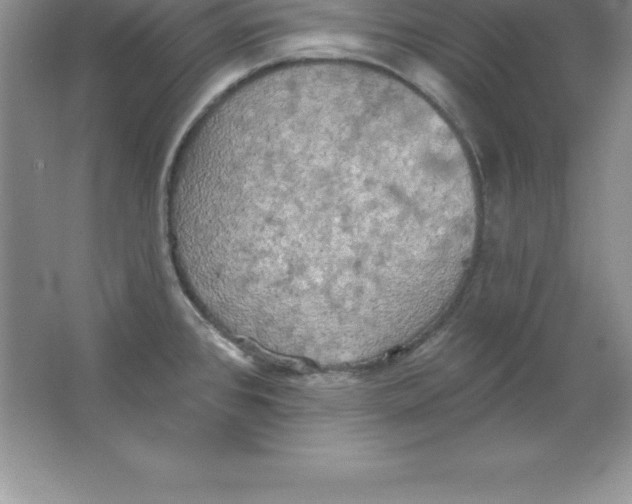 X0000063511384200602101914