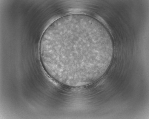 X0000063511386200602101914