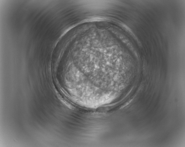 X0000063511417200602101913