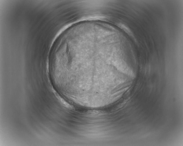 X0000063511420200602101914