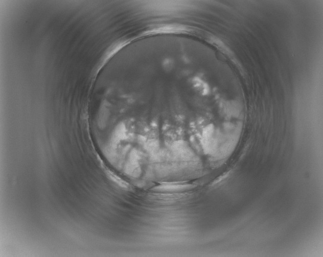 X0000063511425200602101914