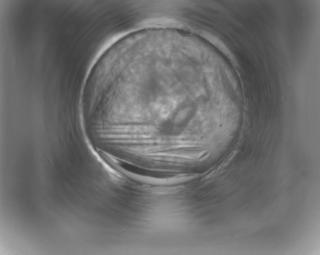 X0000063511440200602101914