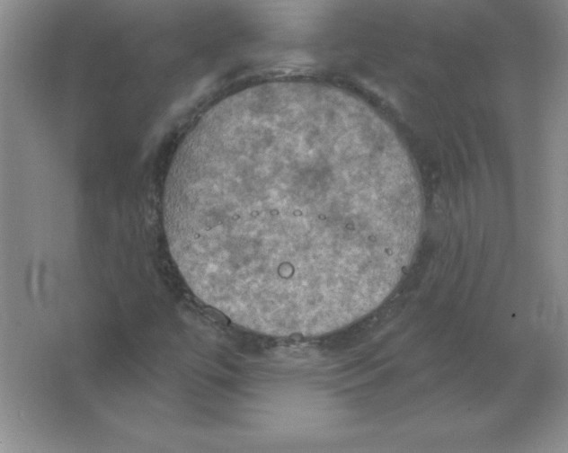 X0000063511447200602101913