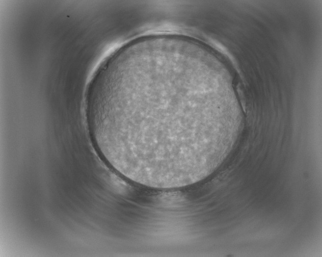 X0000063511464200602101913