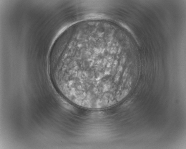 X0000063511467200602101913