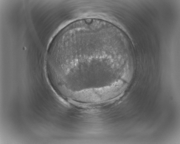 X0000063511525200602101912