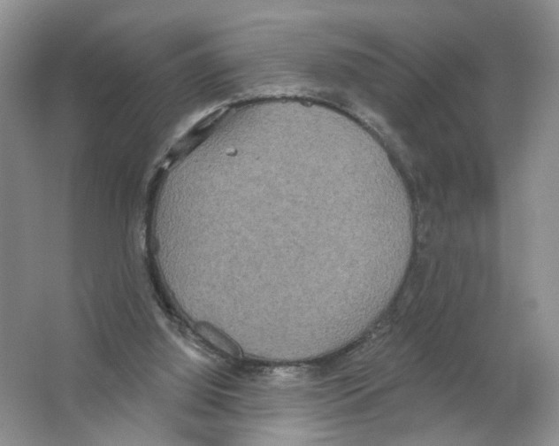 X0000063510060200602172158