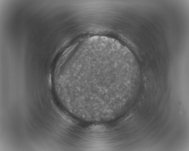 X0000063510067200602172158