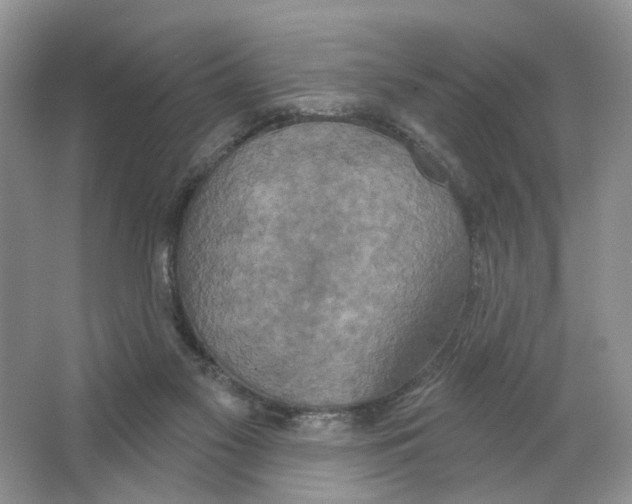 X0000063510117200602172157