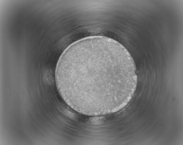 X0000063510136200602172157