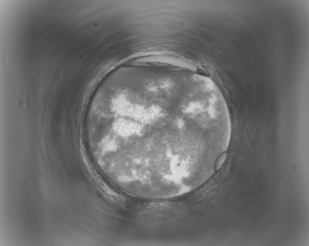 X0000063510145200602172156