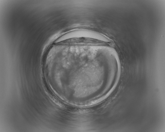 X0000063510149200602172156