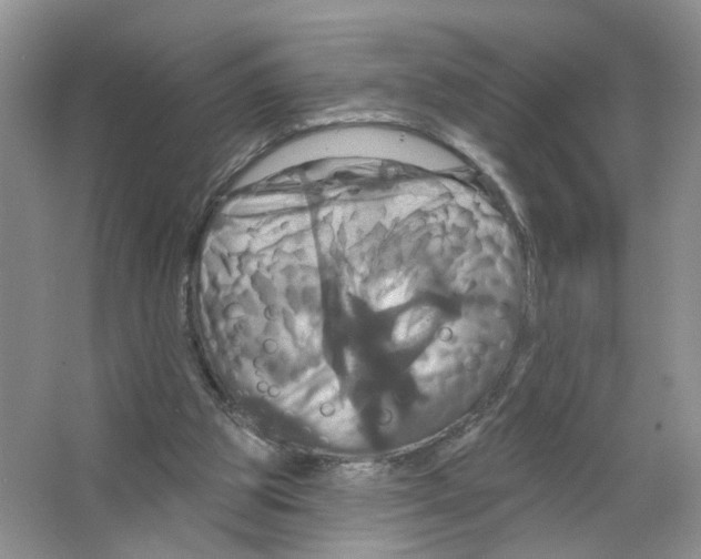 X0000063510153200602172156