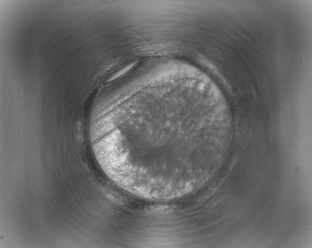 X0000063510161200602172156