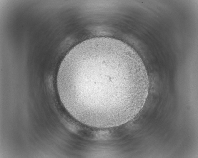 X0000063510162200602172156