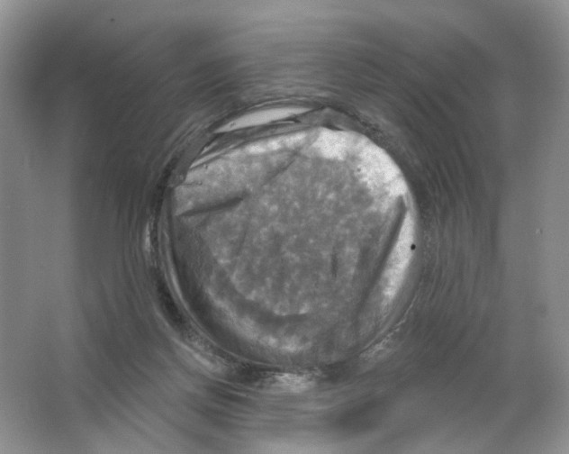 X0000063510166200602172156