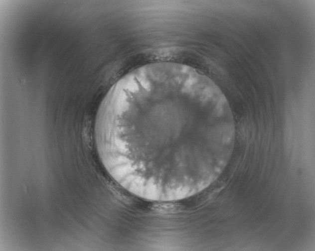 X0000063510181200602172156