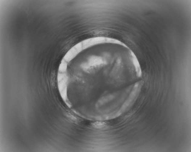 X0000063510189200602172156