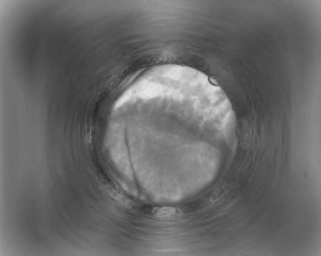 X0000063510230200602172155