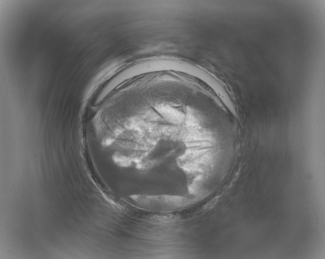 X0000063510245200602172154