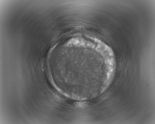 X0000063510273200602172155