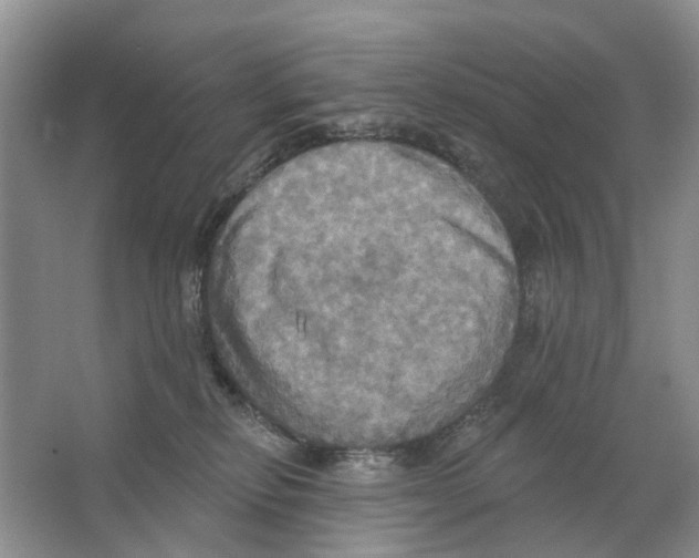 X0000063510278200602172155