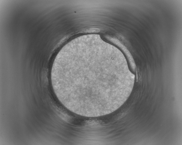 X0000063510300200602172154