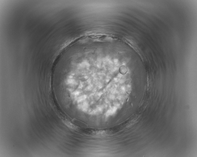 X0000063510301200602172154