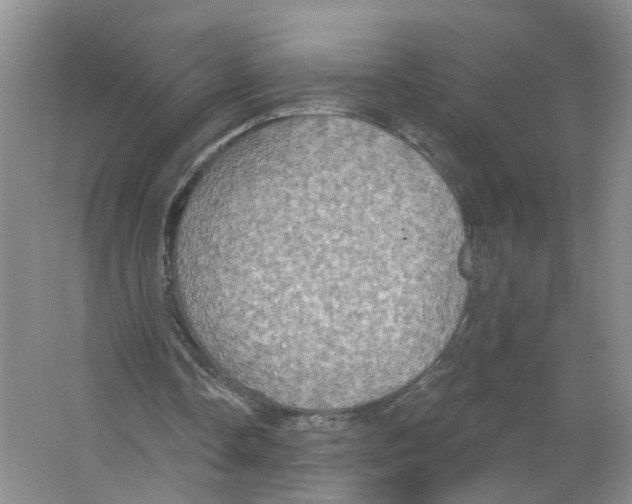 X0000063510338200602172152