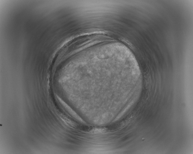 X0000063510350200602172152