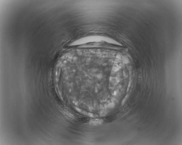 X0000063510369200602172153