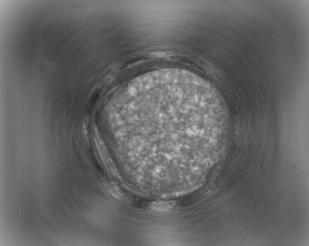 X0000063510373200602172153