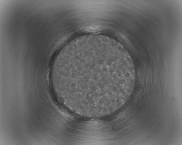 X0000063510404200602172152