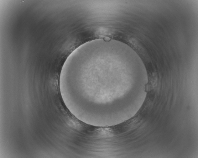 X0000063510427200602172151