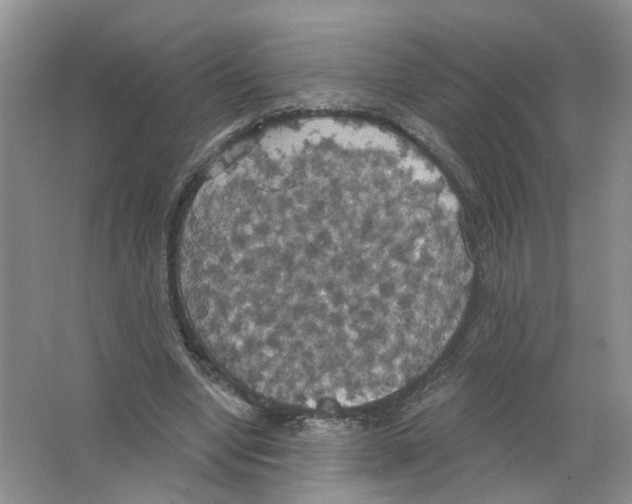 X0000063510442200602172151