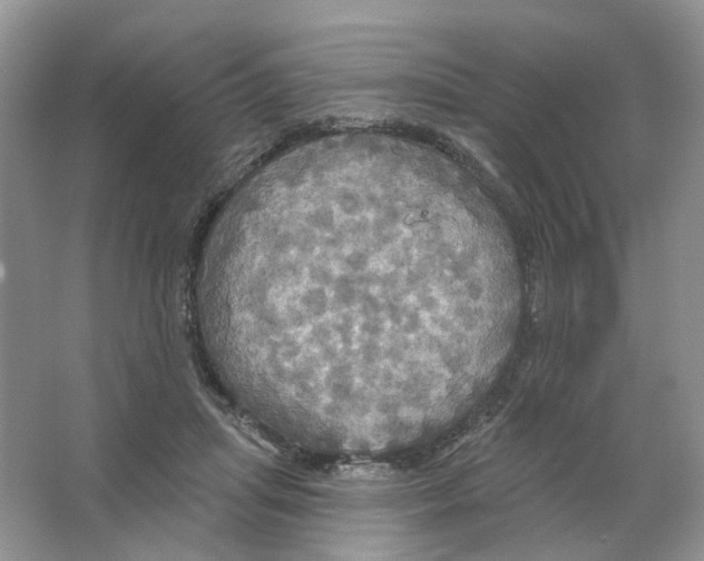 X0000063510455200602172151