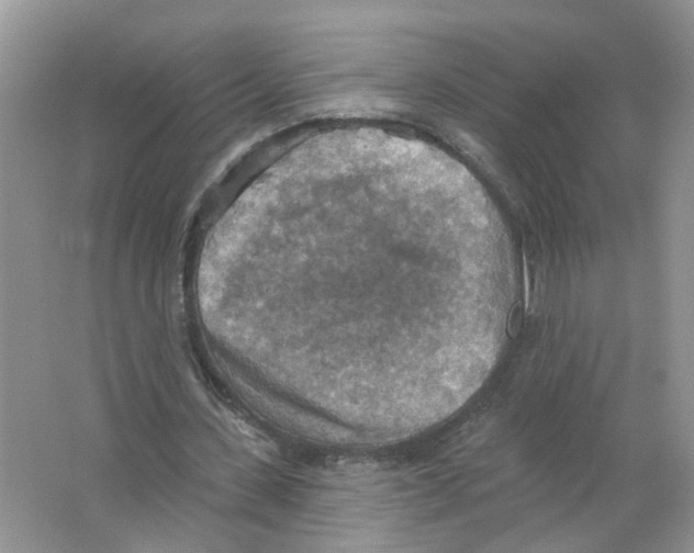 X0000063510531200602172149