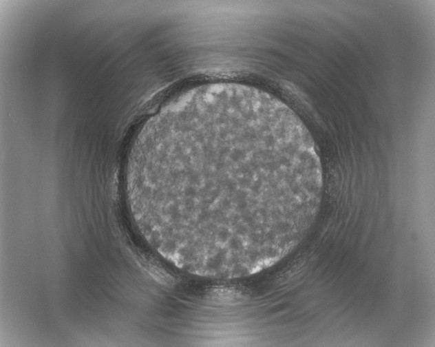 X0000063510596200602172148