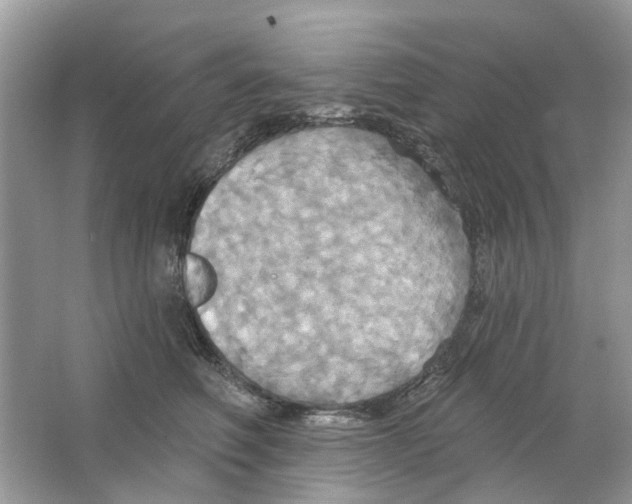 X0000063510614200602172148