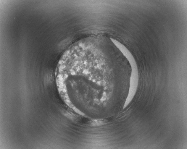 X0000063510623200602172148