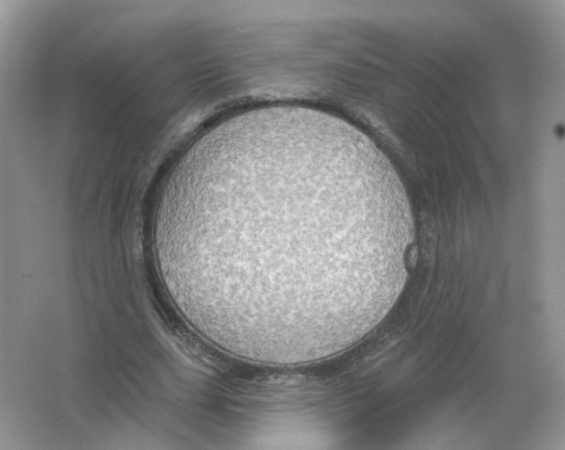 X0000063510631200602172147